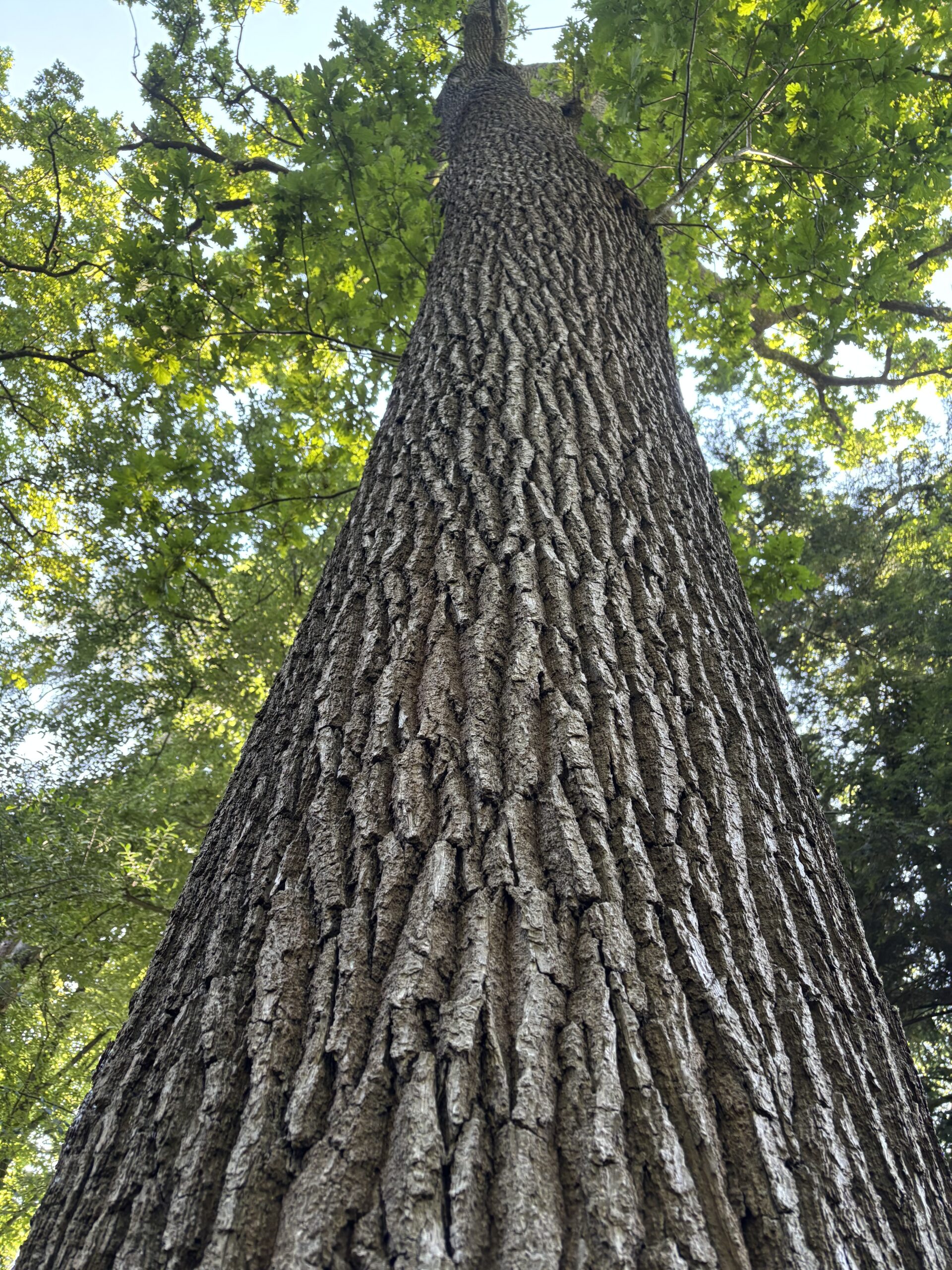 Dicker Stamm einer großen Eiche mit grünen Blättern