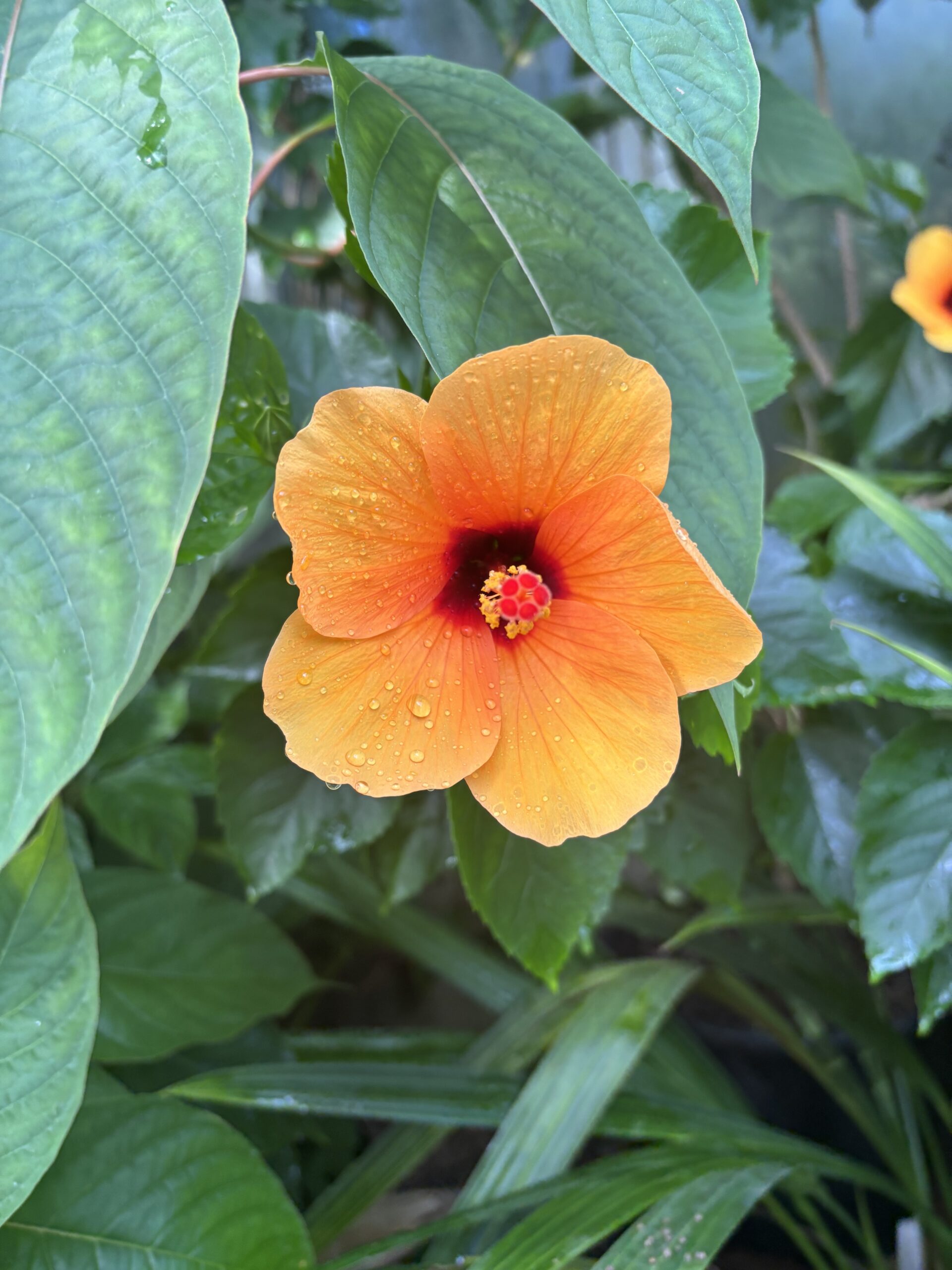 Gelb-orange Hibiskusblüte mit Wassertropfen im Hintergrund grüne Blätter