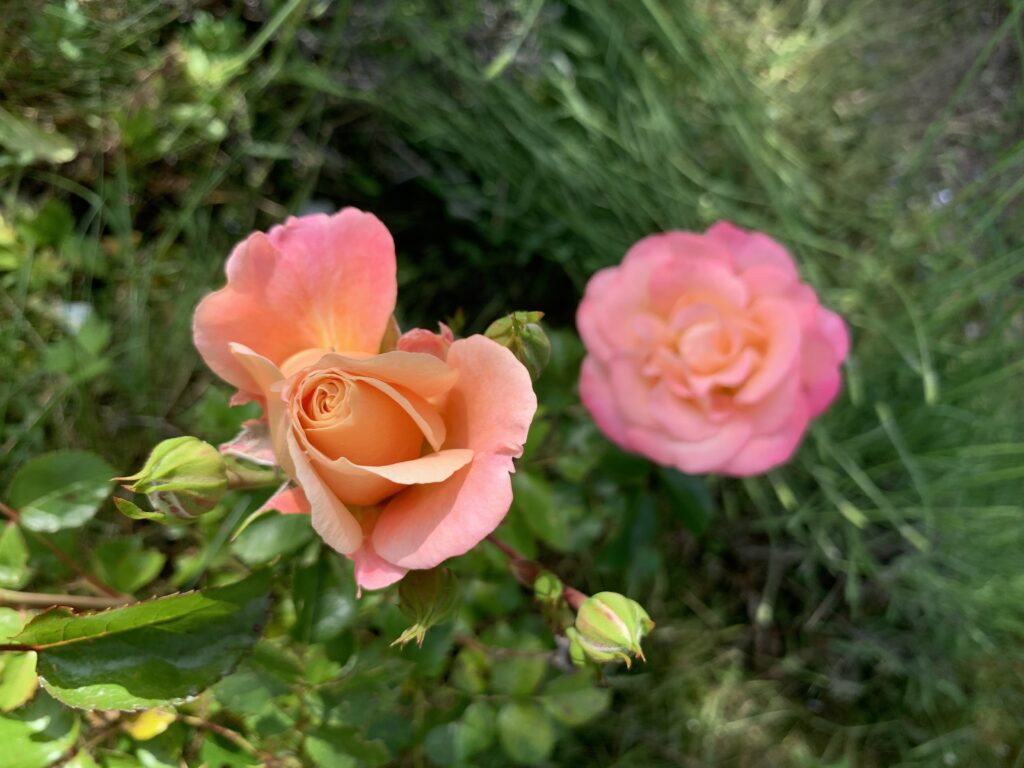 Rosa Rose mit zwei Blüten und drei Knospen Hintergrund grün