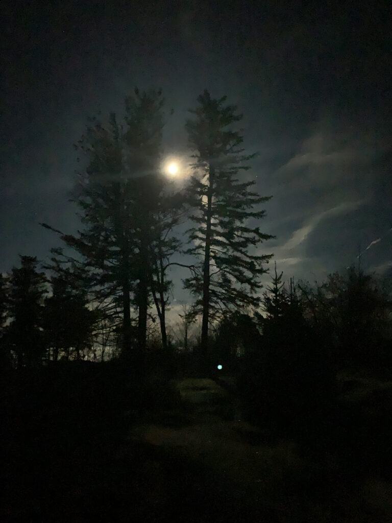 Drei große Nadelbäume bei Nacht im Mondschein