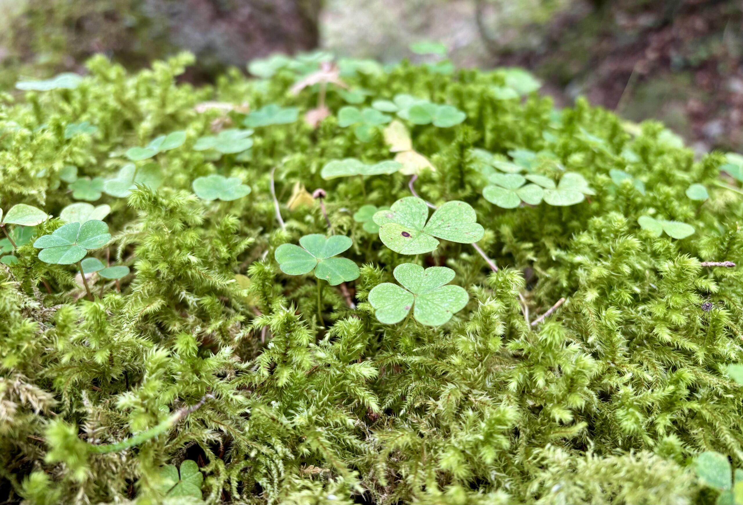 Detailfoto Waldboden mit Klee auf Moos