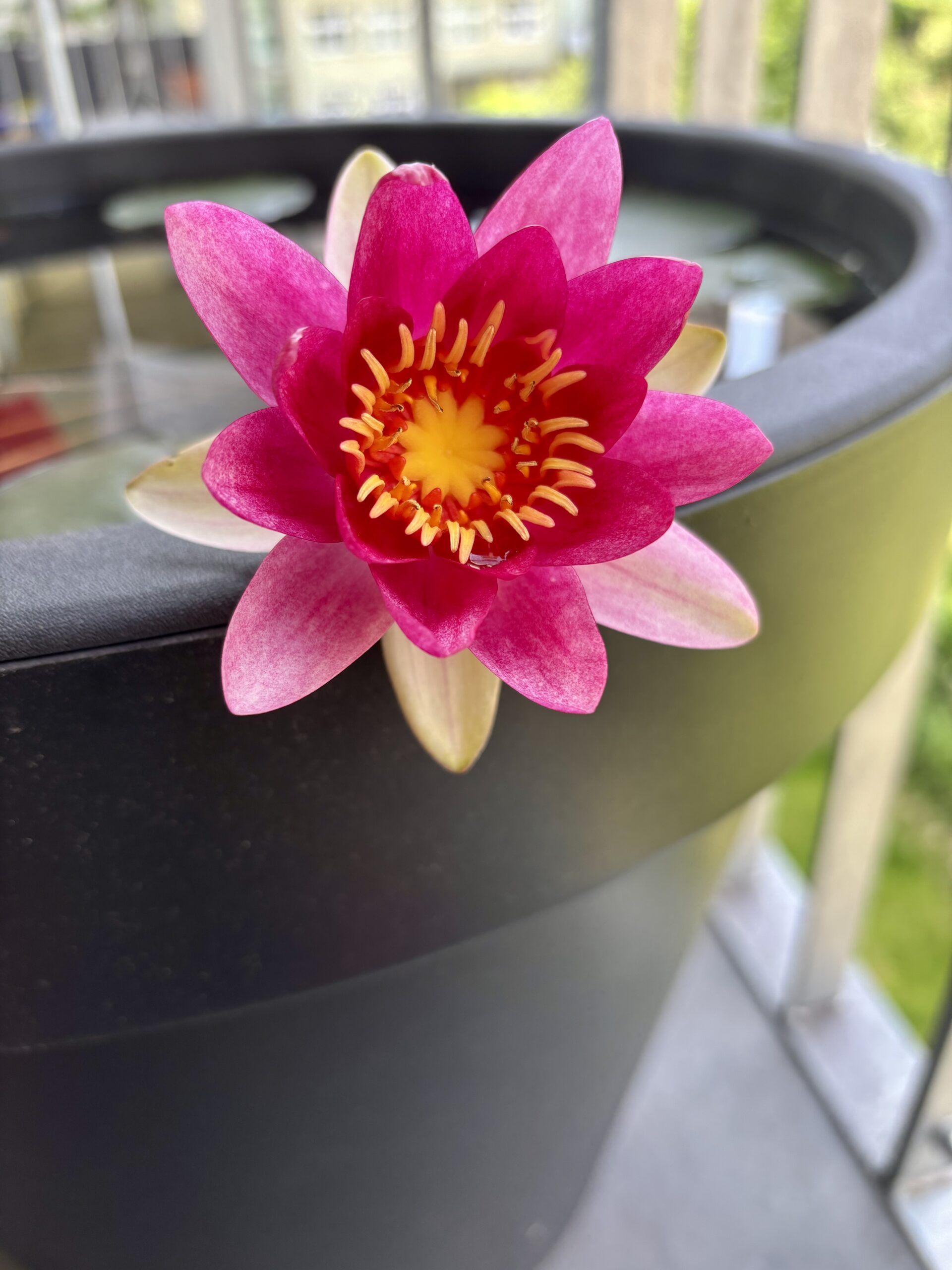 Pinke Seerosenblüte ragt aus schwarzem Bottich